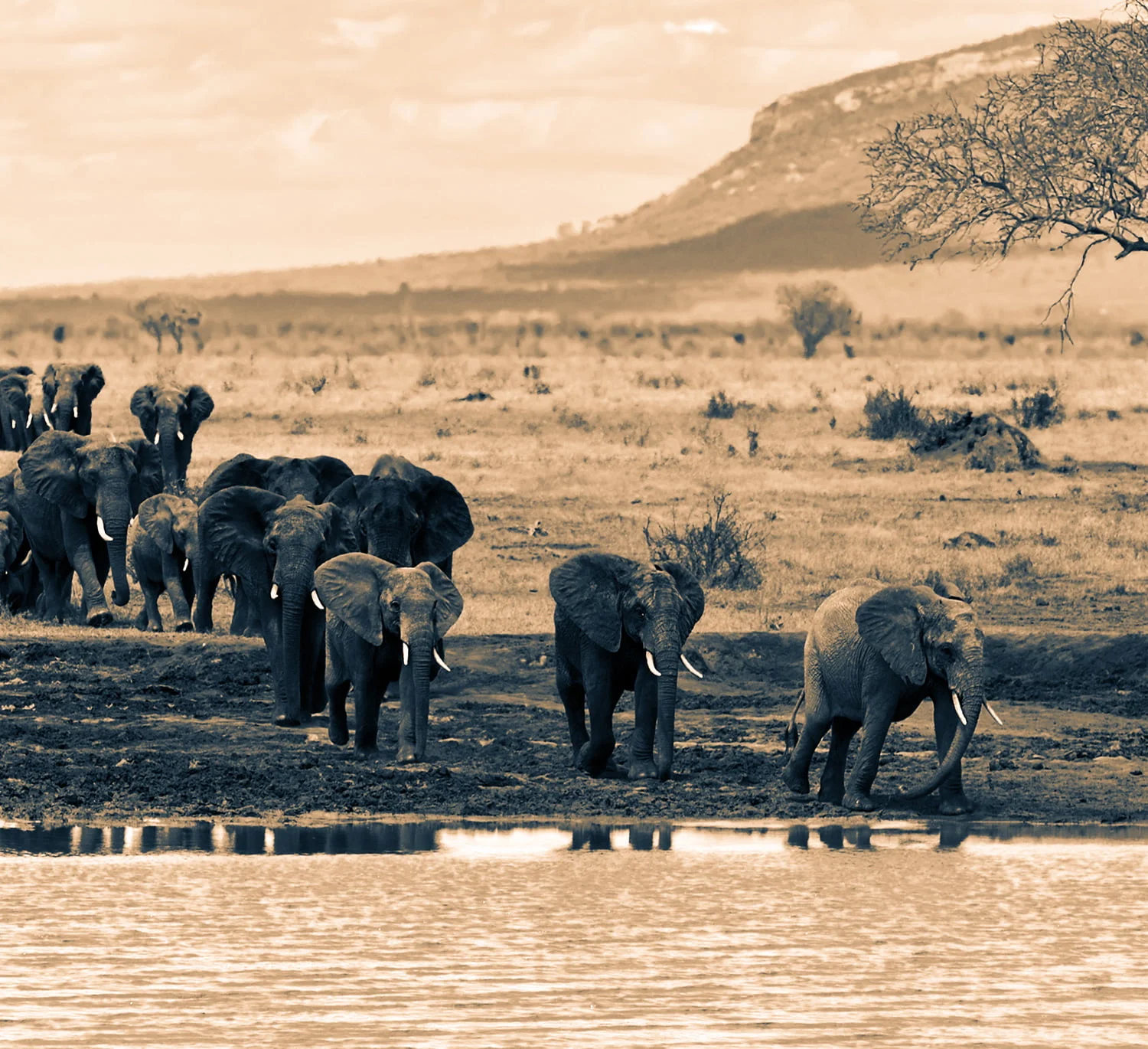 kenya safari airlines